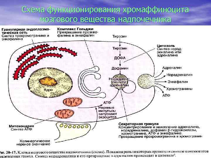 Схема функционирования хромаффиноцита мозгового вещества надпочечника 