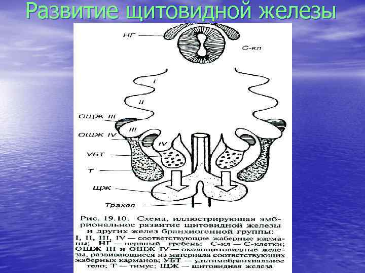 И других желез. Эмбриогенез щитовидной железы гистология. Развитие щитовидной железы в эмбриогенезе. Источник развития щитовидной железы гистология. Эмбриональная закладка щитовидной железы.