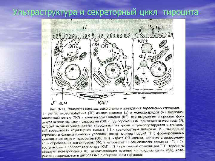 Ультраструктура и секреторный цикл тироцита 