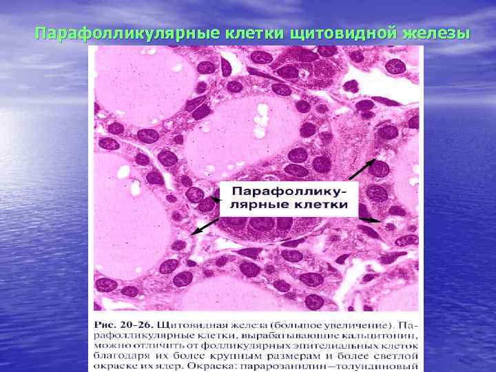 Клетки щитовидной железы. Тироциты щитовидной железы строение. Парафолликулярные клетки щитовидной железы. Кальцитониноциты щитовидной железы. Парафолликулярные клетки (с-клетки)) щитовидной железы синтезируют.