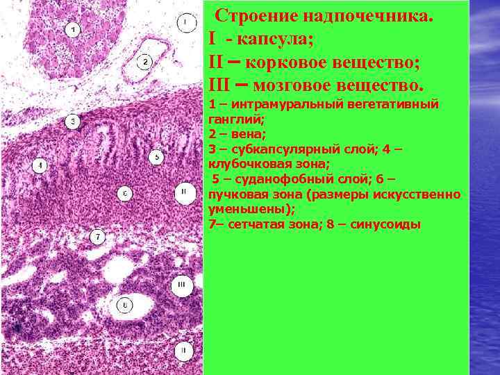 Рис Строение надпочечника. I - капсула; II – корковое вещество; III – мозговое вещество.