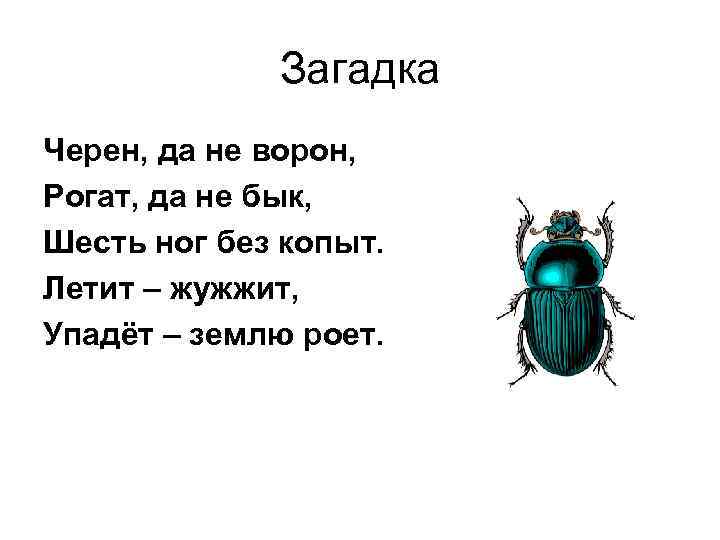 Загадка Черен, да не ворон, Рогат, да не бык, Шесть ног без копыт. Летит