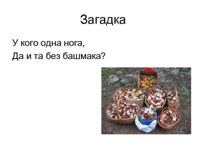 Загадка У кого одна нога, Да и та без башмака? 