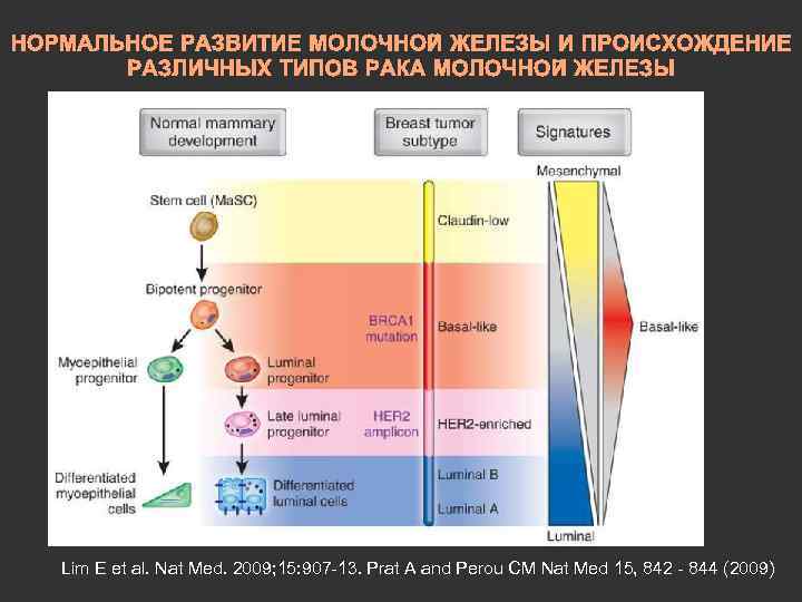НОРМАЛЬНОЕ РАЗВИТИЕ МОЛОЧНОЙ ЖЕЛЕЗЫ И ПРОИСХОЖДЕНИЕ РАЗЛИЧНЫХ ТИПОВ РАКА МОЛОЧНОЙ ЖЕЛЕЗЫ Lim E et