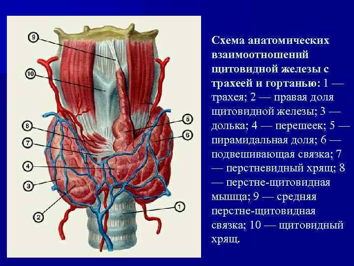 Кровоснабжение щитовидной железы схема