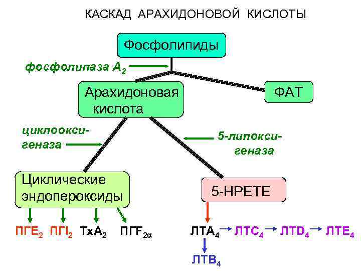 Каскад арахидоновой кислоты схема