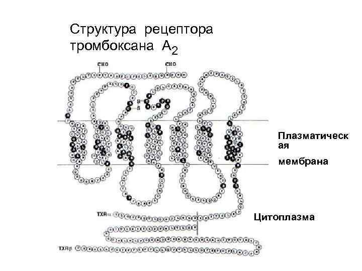 Структура рецептора тромбоксана А 2 Плазматическ ая мембрана Цитоплазма 
