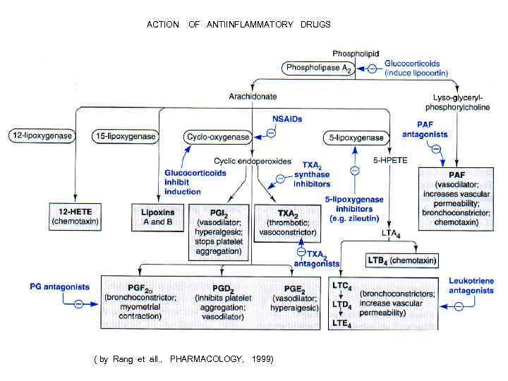 ACTION OF ANTIINFLAMMATORY DRUGS ( by Rang et all. , PHARMACOLOGY, 1999) 