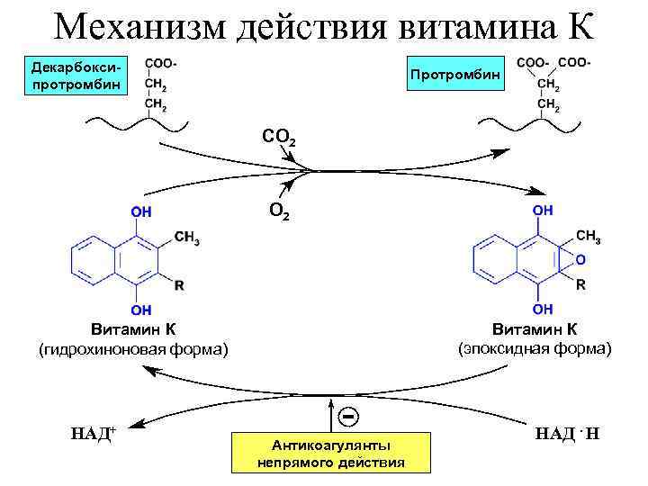 Механизм действия витамина К Декарбоксипротромбин Протромбин СО 2 Витамин К (эпоксидная форма) Витамин К