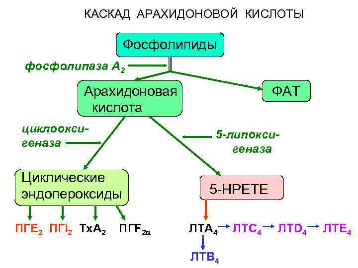 КАСКАД АРАХИДОНОВОЙ КИСЛОТЫ Фосфолипиды фосфолипаза А 2 Арахидоновая кислота циклооксигеназа 5 -липоксигеназа Циклические эндопероксиды