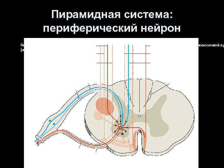 Пирамидная система: периферический нейрон боковой корково-спинномозговой путь (перекрещенный) передний корково-спинномозговой пу (неперекрещенный) 