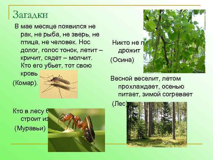 Загадки В мае месяце появился не рак, не рыба, не зверь, не птица, не