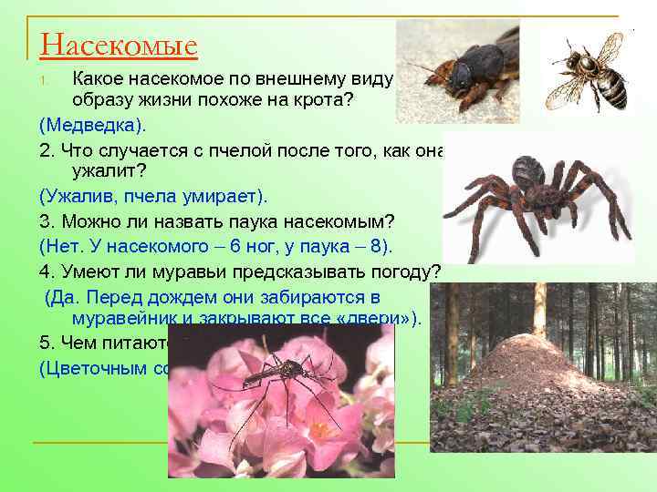 Насекомые Какое насекомое по внешнему виду и образу жизни похоже на крота? (Медведка). 2.