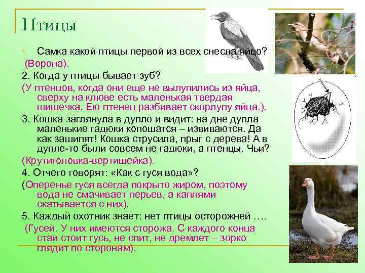 Птицы Самка какой птицы первой из всех снесла яйцо? (Ворона). 2. Когда у птицы