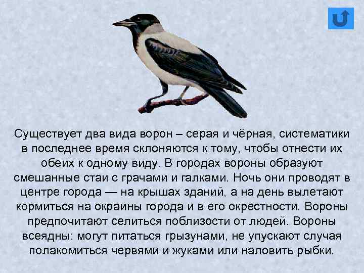 Существует два вида ворон – серая и чёрная, систематики в последнее время склоняются к