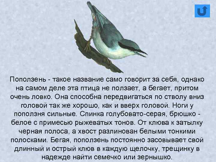 Поползень - такое название само говорит за себя, однако на самом деле эта птица