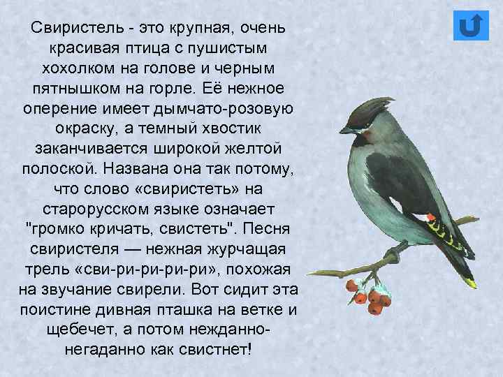 Свиристель - это крупная, очень красивая птица с пушистым хохолком на голове и черным