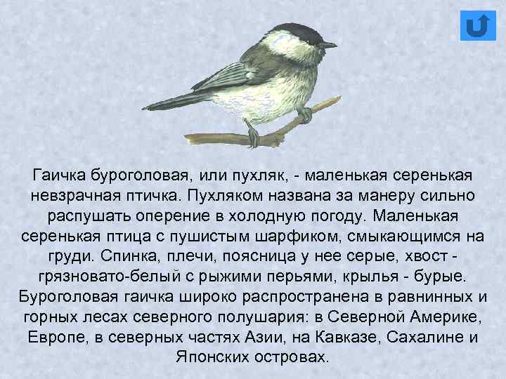 Гаичка буроголовая, или пухляк, - маленькая серенькая невзрачная птичка. Пухляком названа за манеру сильно