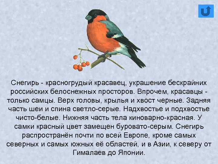 Снегирь - красногрудый красавец, украшение бескрайних российских белоснежных просторов. Впрочем, красавцы только самцы. Верх