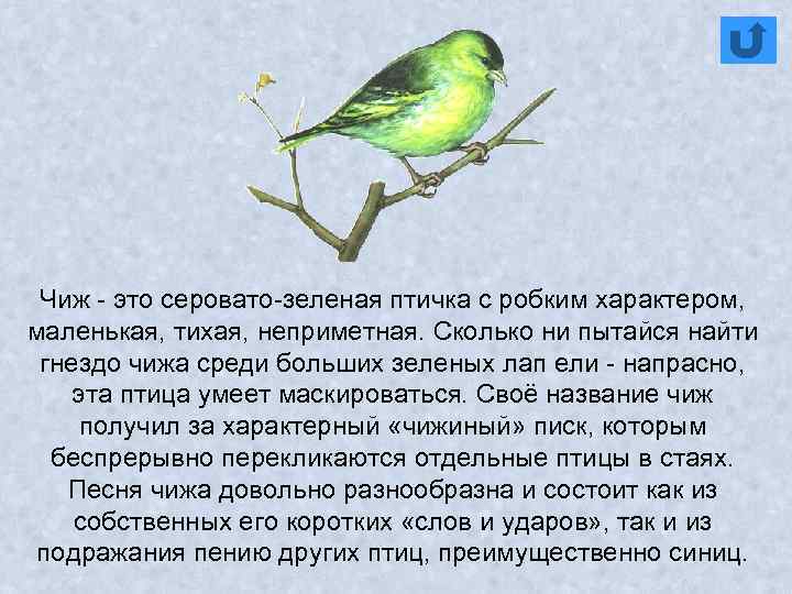 Чиж - это серовато-зеленая птичка с робким характером, маленькая, тихая, неприметная. Сколько ни пытайся