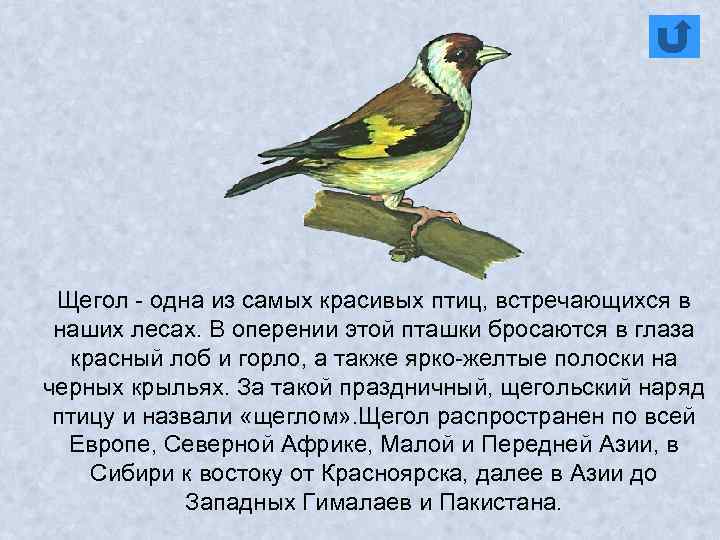 Щегол - одна из самых красивых птиц, встречающихся в наших лесах. В оперении этой