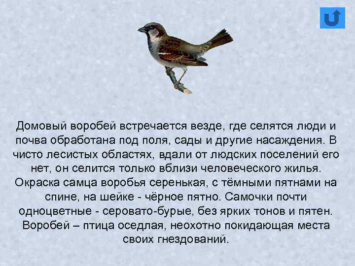 Домовый воробей встречается везде, где селятся люди и почва обработана под поля, сады и