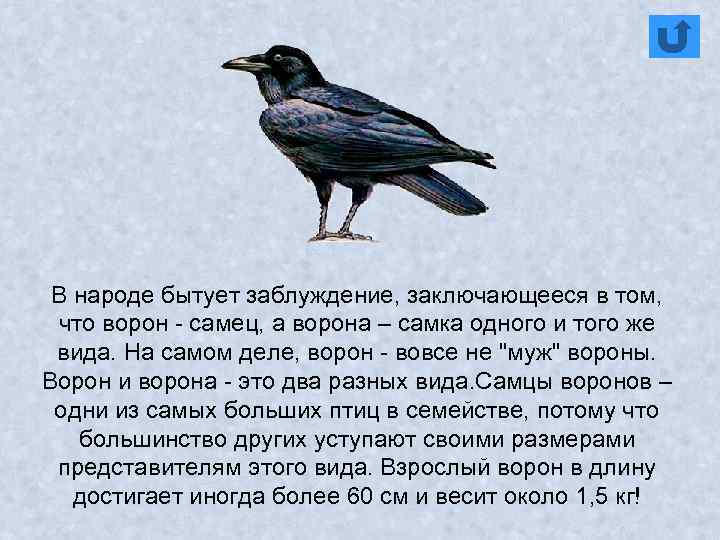 В народе бытует заблуждение, заключающееся в том, что ворон - самец, а ворона –