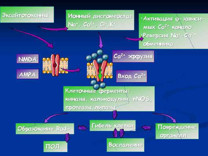 Эксайтотоксины Ионный дисгомеостаз Na+, Ca 2+, Cl-, K+ • Активация φ-зависимых Ca 2+ канало