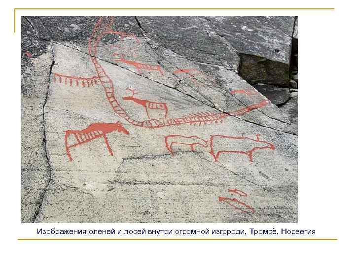 Изображения оленей и лосей внутри огромной изгороди, Тромсё, Норвегия 