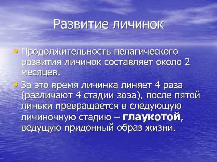 Развитие личинок • Продолжительность пелагического развития личинок составляет около 2 месяцев. • За это