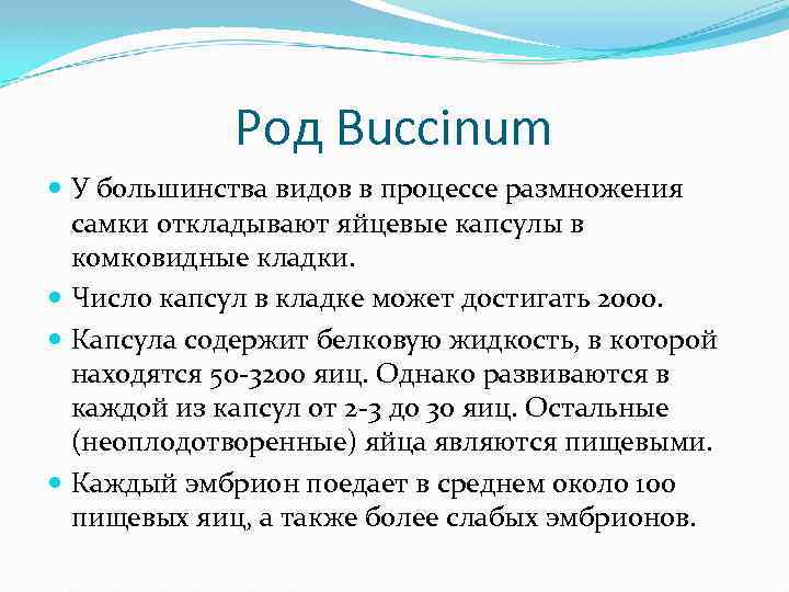 Род Buccinum У большинства видов в процессе размножения самки откладывают яйцевые капсулы в комковидные