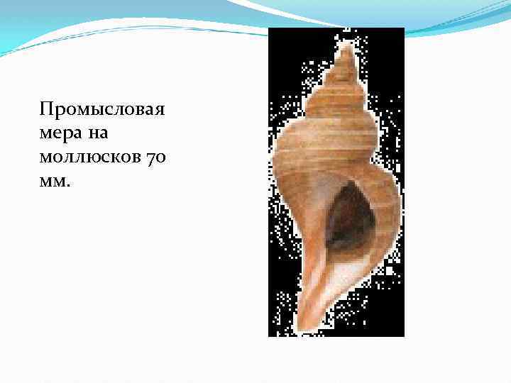 Промысловая мера на моллюсков 70 мм. 