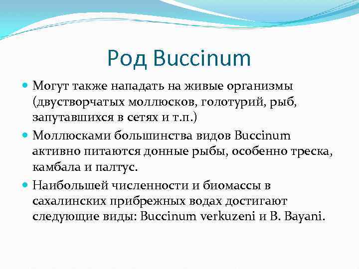 Род Buccinum Могут также нападать на живые организмы (двустворчатых моллюсков, голотурий, рыб, запутавшихся в