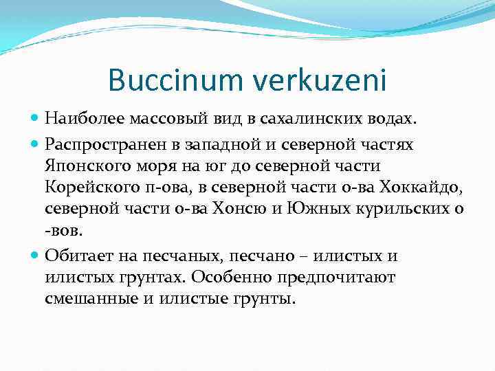 Buccinum verkuzeni Наиболее массовый вид в сахалинских водах. Распространен в западной и северной частях
