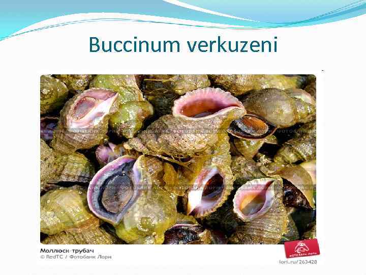 Buccinum verkuzeni 