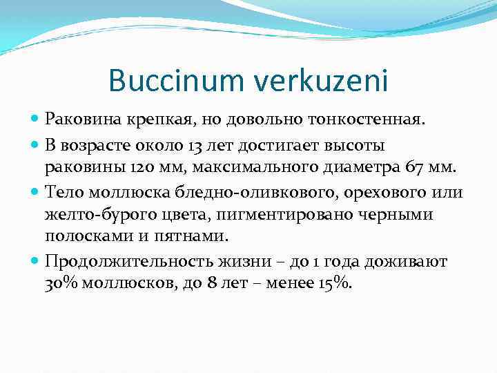 Buccinum verkuzeni Раковина крепкая, но довольно тонкостенная. В возрасте около 13 лет достигает высоты