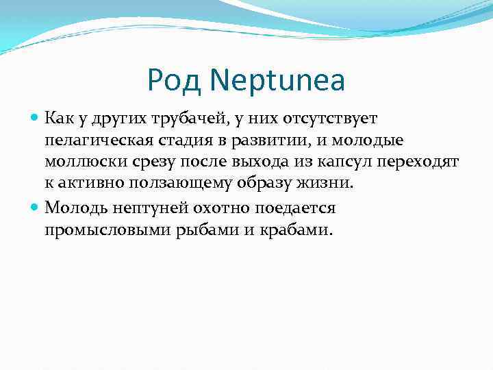 Род Neptunea Как у других трубачей, у них отсутствует пелагическая стадия в развитии, и