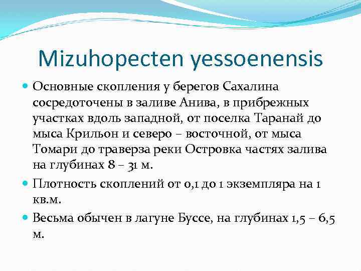 Mizuhopecten yessoenensis Основные скопления у берегов Сахалина сосредоточены в заливе Анива, в прибрежных участках