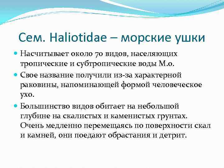 Сем. Haliotidae – морские ушки Насчитывает около 70 видов, населяющих тропические и субтропические воды