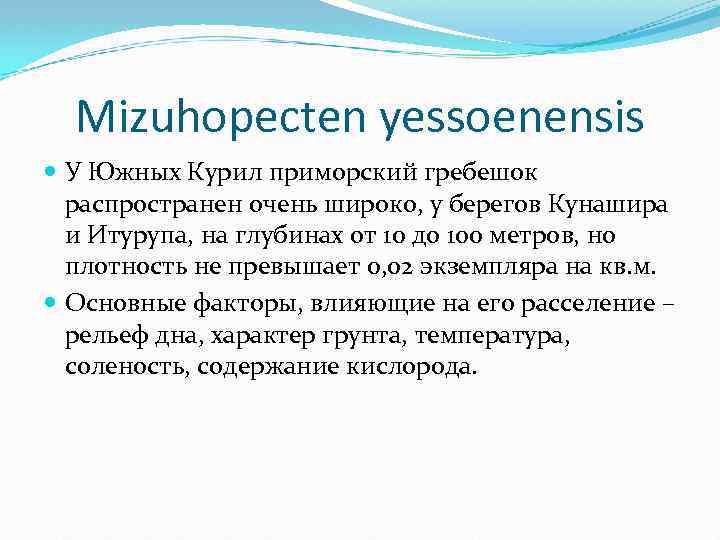 Mizuhopecten yessoenensis У Южных Курил приморский гребешок распространен очень широко, у берегов Кунашира и