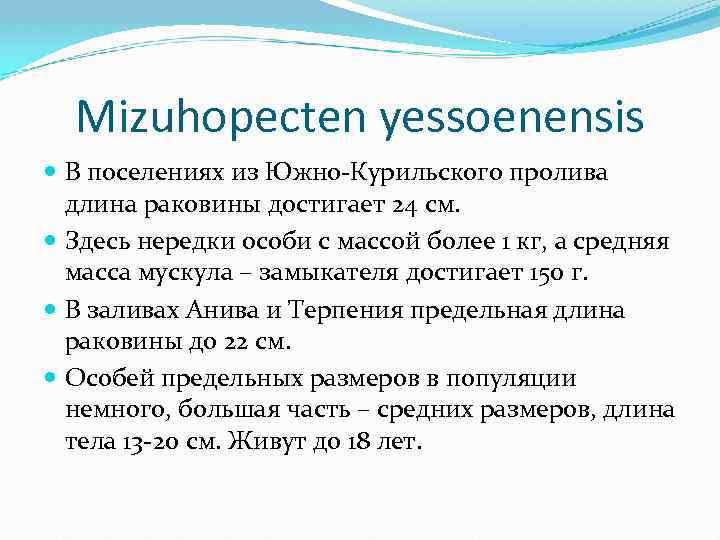 Mizuhopecten yessoenensis В поселениях из Южно-Курильского пролива длина раковины достигает 24 см. Здесь нередки