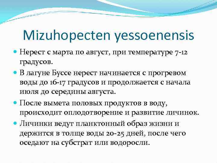 Mizuhopecten yessoenensis Нерест с марта по август, при температуре 7 -12 градусов. В лагуне