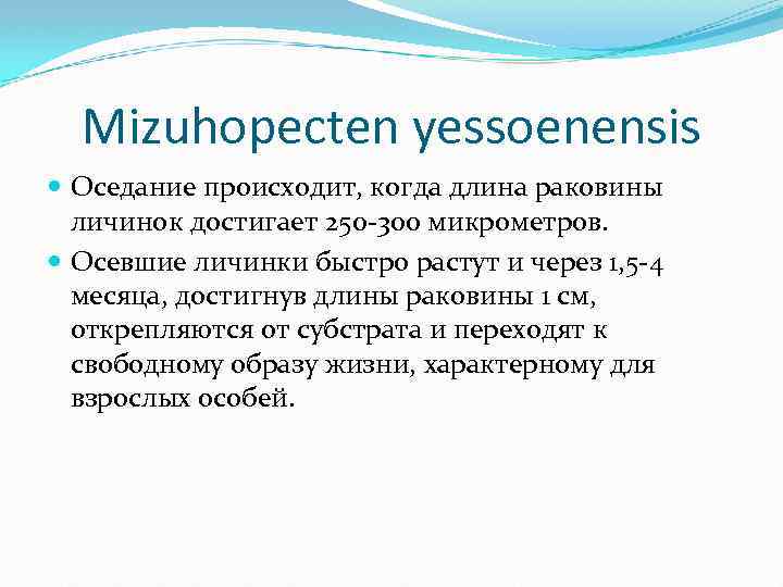 Mizuhopecten yessoenensis Оседание происходит, когда длина раковины личинок достигает 250 -300 микрометров. Осевшие личинки