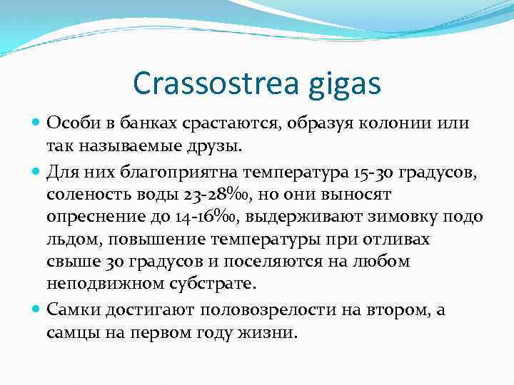 Crassostrea gigas Особи в банках срастаются, образуя колонии или так называемые друзы. Для них