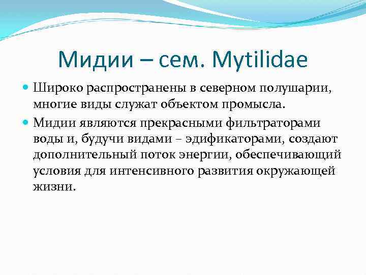 Мидии – сем. Mytilidae Широко распространены в северном полушарии, многие виды служат объектом промысла.