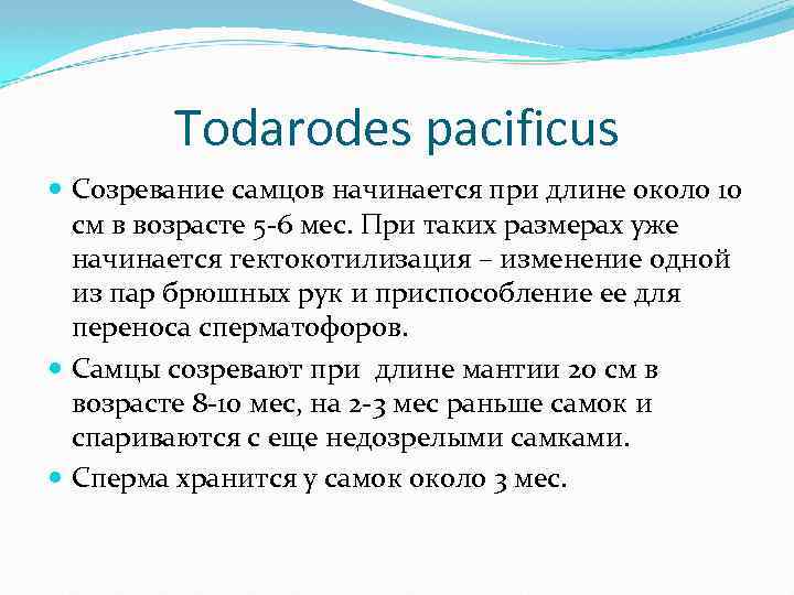 Todarodes pacificus Созревание самцов начинается при длине около 10 см в возрасте 5 -6