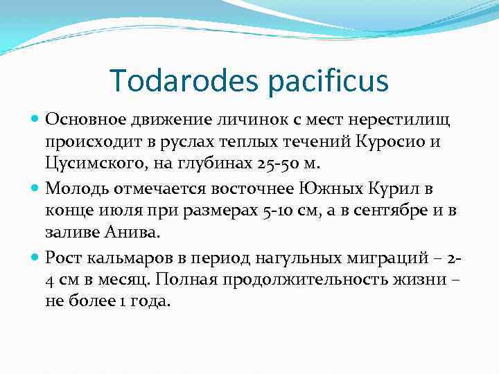 Todarodes pacificus Основное движение личинок с мест нерестилищ происходит в руслах теплых течений Куросио