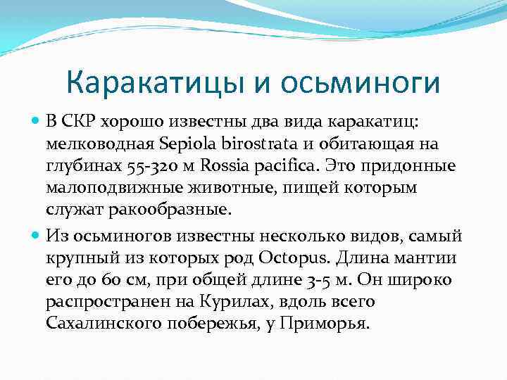 Каракатицы и осьминоги В СКР хорошо известны два вида каракатиц: мелководная Sepiola birostrata и