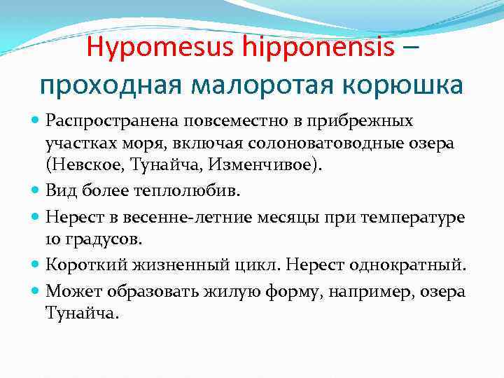 Hypomesus hipponensis – проходная малоротая корюшка Распространена повсеместно в прибрежных участках моря, включая солоноватоводные