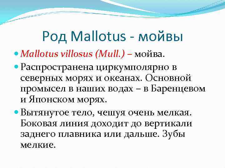 Род Mallotus - мойвы Mallotus villosus (Mull. ) – мойва. Распространена циркумполярно в северных